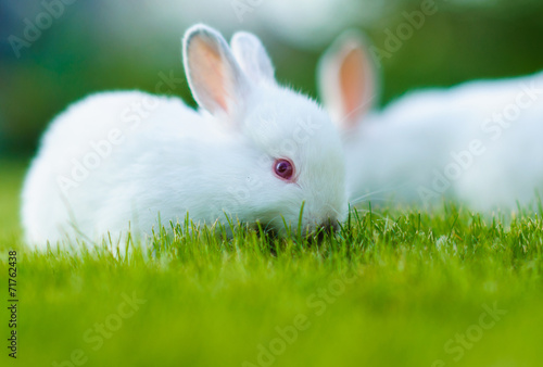 Funny baby white rabbit in grass