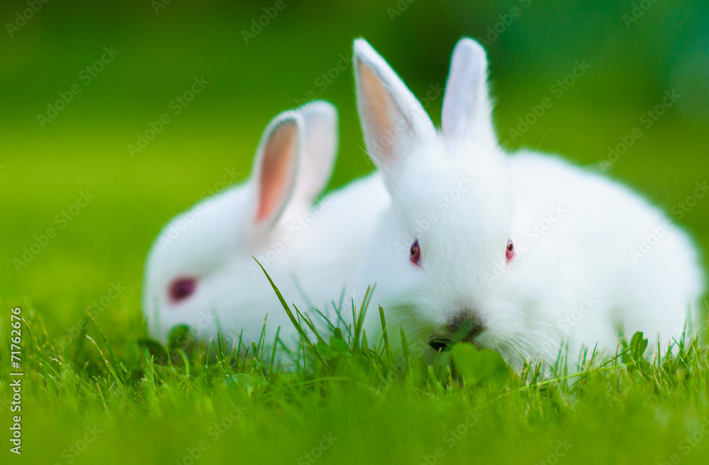 Obraz premium Funny baby white rabbit eating clover in grass