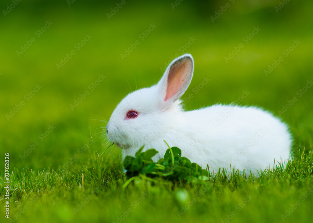Funny baby white rabbit eating clover in grass Funny baby white rabbit eating clover in grass