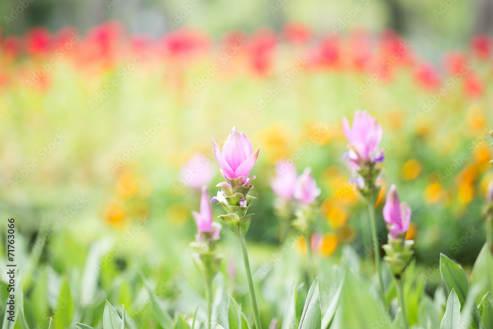 Photo of Curcuma alismatifolia blossom in Thailand Photo of Curcuma alismatifolia blossom in Thailand