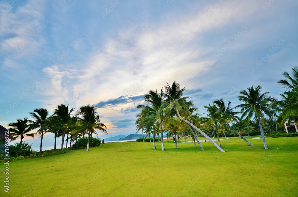 Palm trees on the lawn on a background of sky and sea Palm trees on the lawn on a background of sky and sea