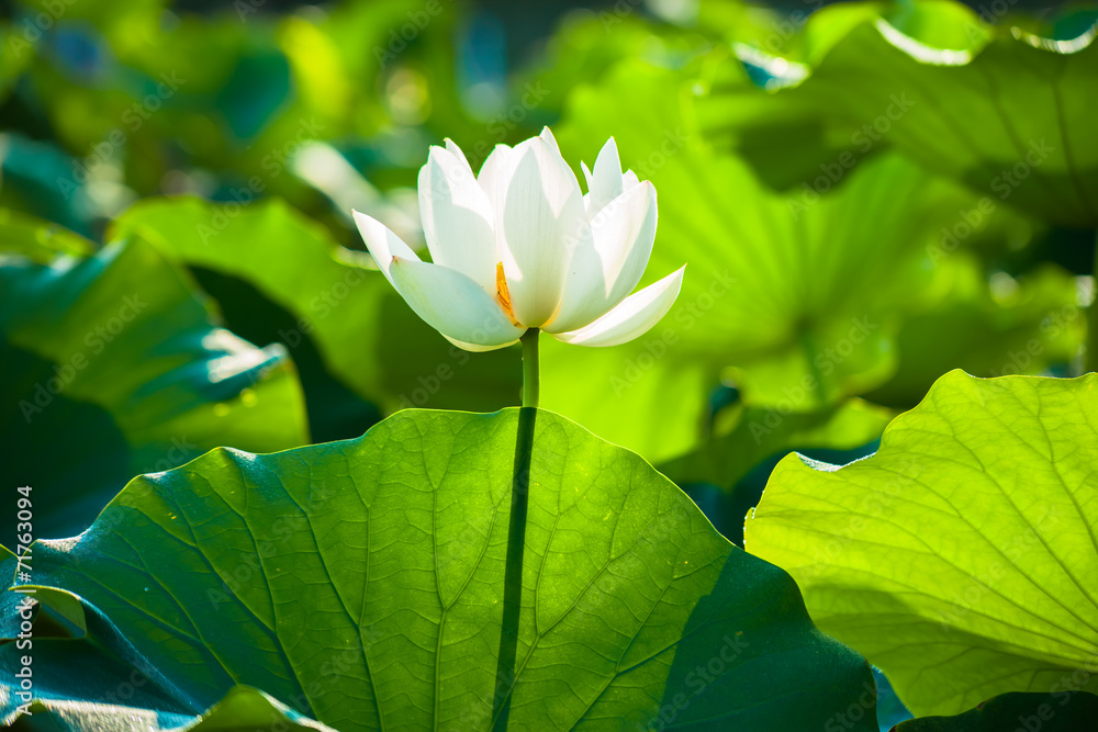 Obraz premium White lotus flower