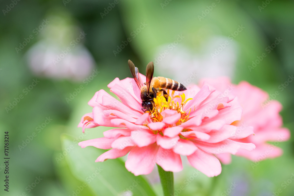 Bee on the pink flower - obrazy, fototapety, plakaty 