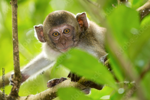 monkey on the tree © muangsatun