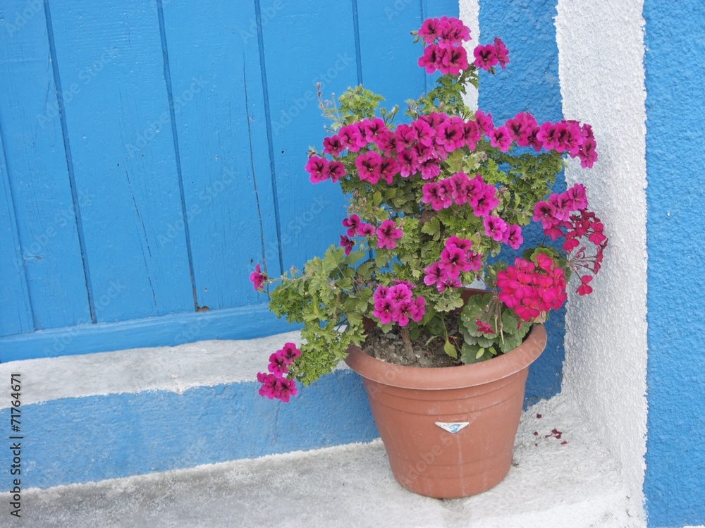 Topfpflanze mit lila Blüten vor einer blauen Holztür im Sommer in der