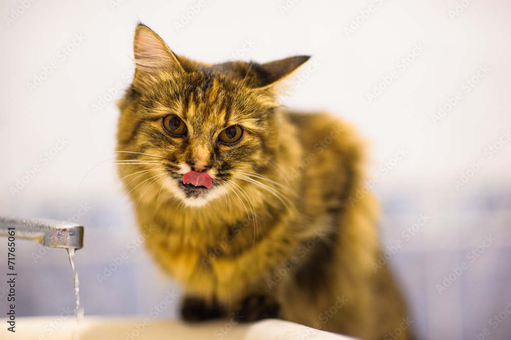 cat drinking water cat drinking water