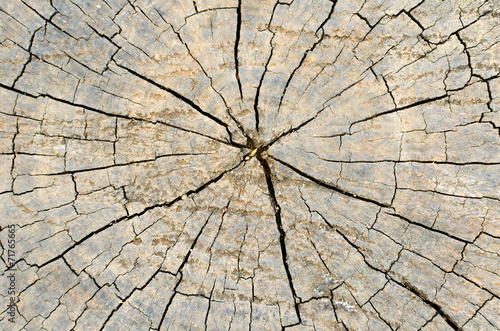 Texture of old wood with annual rings. Natural texture close-up