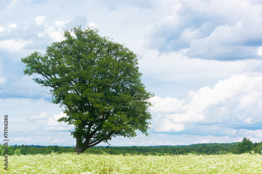 Fototapeta premium Field Landscape Calm Solitude