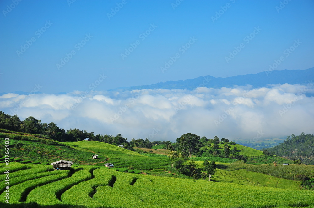 Rice Terraced Fields Landscape