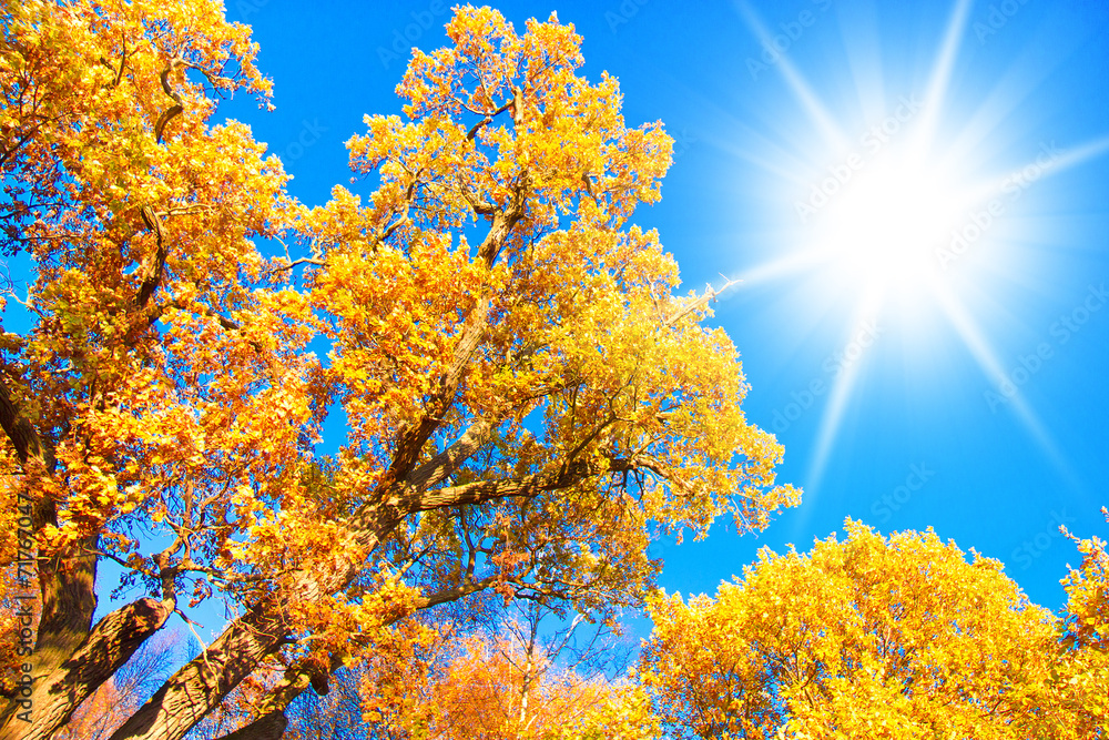 Fototapeta premium Yellow Trees Under Sun