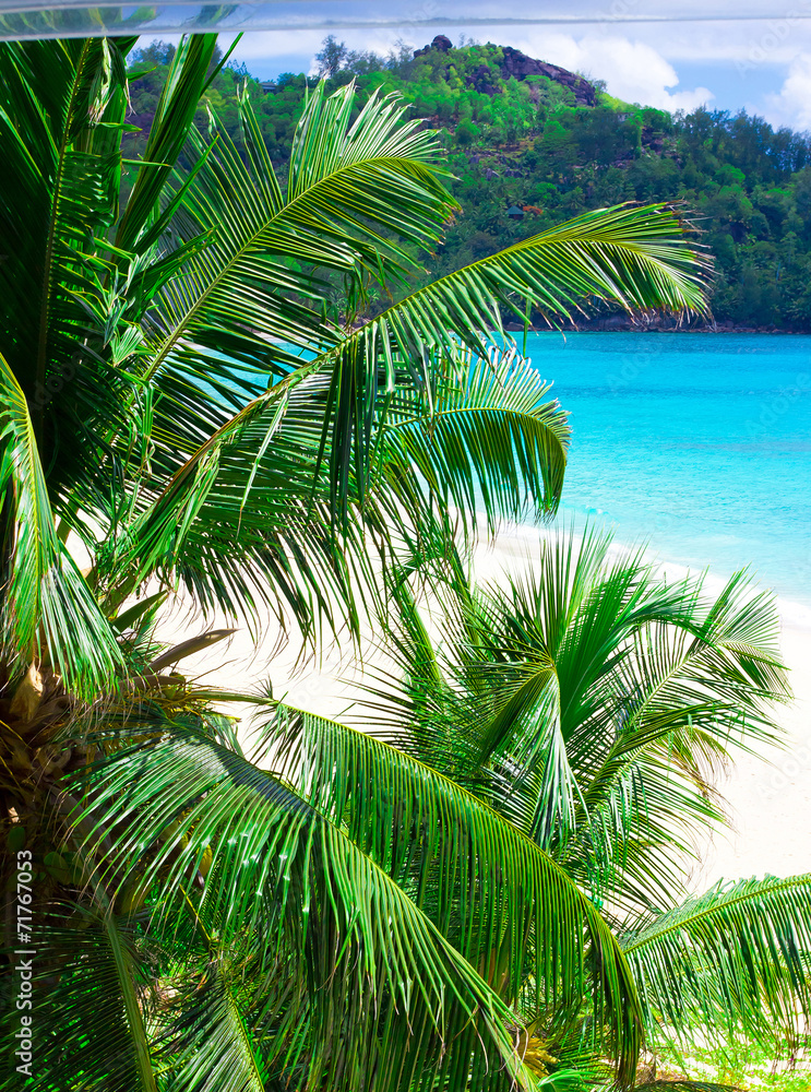 Fototapeta premium Summertime Landscape Palms