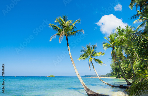 Fototapeta Naklejka Na Ścianę i Meble -  Palm Panorama Green Getaway