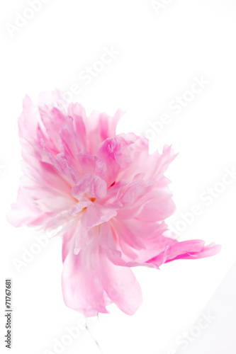 peony on the white