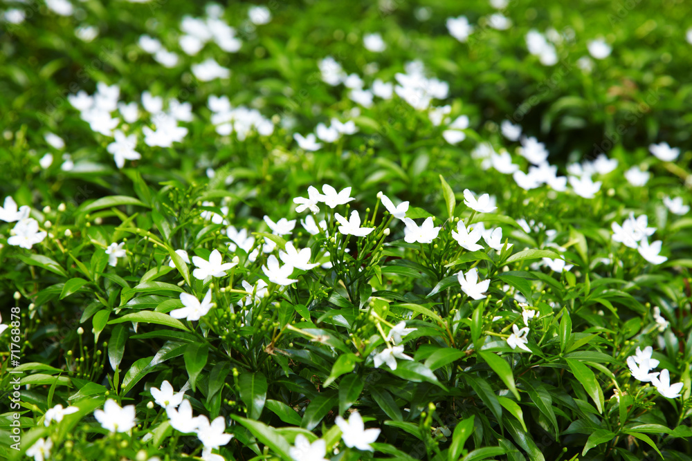 close up asian white flower in garden close up asian white flower in garden