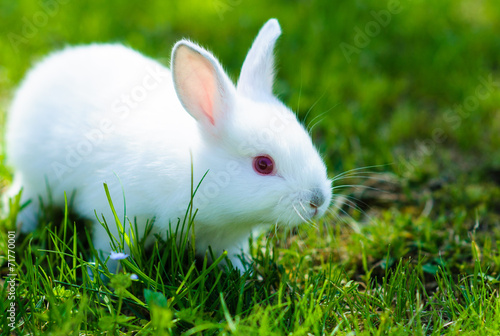 Funny baby white rabbit in grass