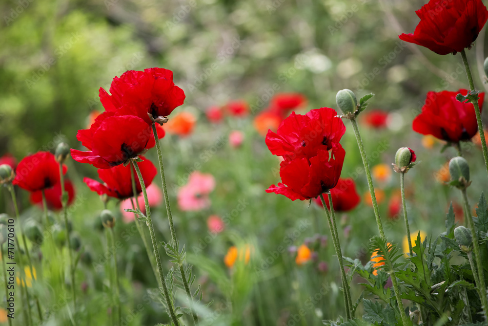 Poppies in the field