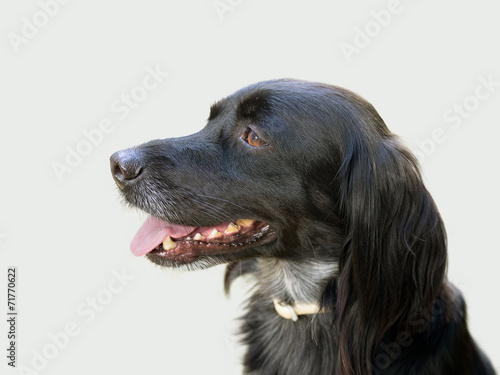 Black dog profile over grey