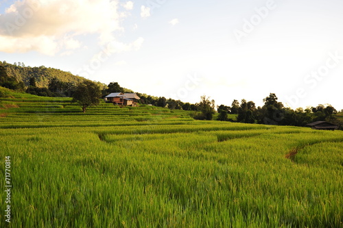 Rice Terraced Fields on Mountain