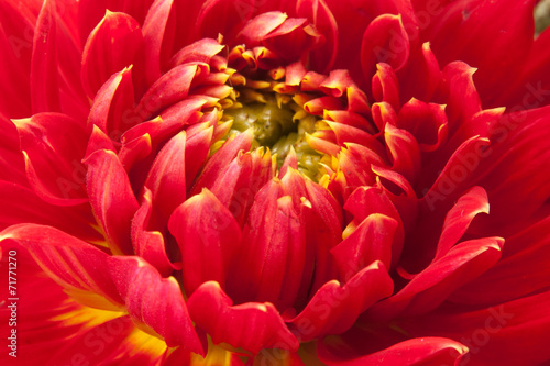 red dahlia photo