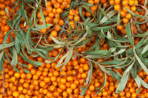 sea-buckthorn photo