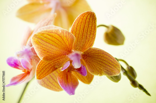 Fototapeta Naklejka Na Ścianę i Meble -  Orchid.