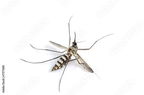 Mosquito isolated on white background © surawutob
