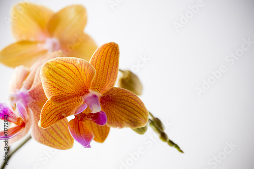 Fototapeta Naklejka Na Ścianę i Meble -  Orchid.
