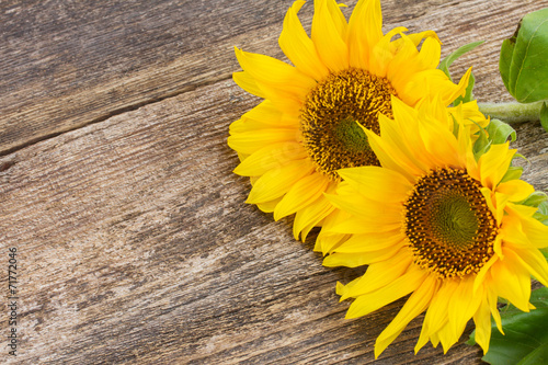 Fototapeta Naklejka Na Ścianę i Meble -  bright sunflower