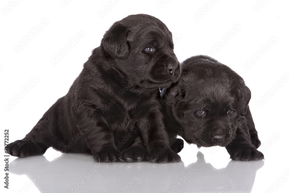 two black labrador retriever puppies two black labrador retriever puppies