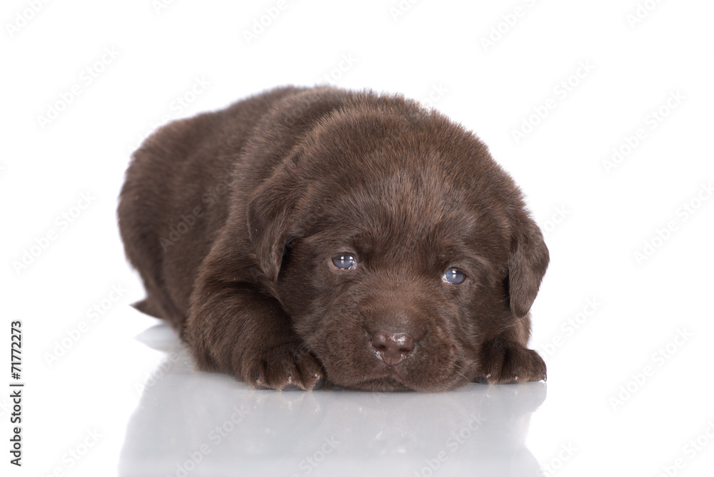 sad chocolate labrador retriever puppy sad chocolate labrador retriever puppy