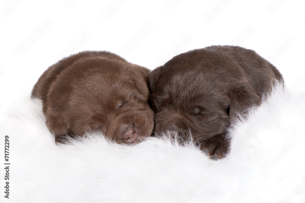 Obraz premium two labrador puppies sleeping together