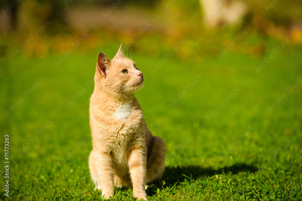 Funny red-haired cat