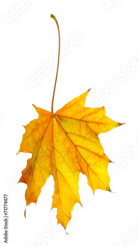 Autumn leaf isolated on white