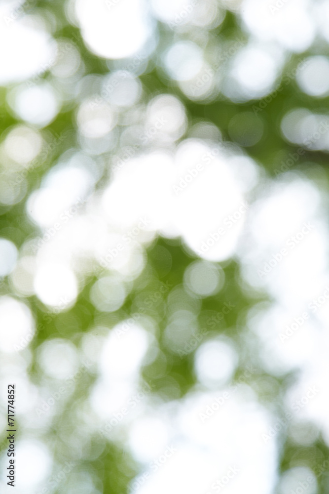 blur green background from tree in sun light blur green background from tree in sun light