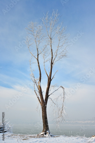 Fototapeta Naklejka Na Ścianę i Meble -  winter landscape