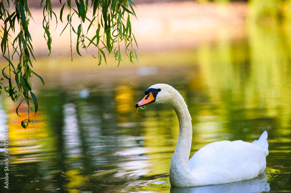 Obraz premium Beautiful young swans in lake