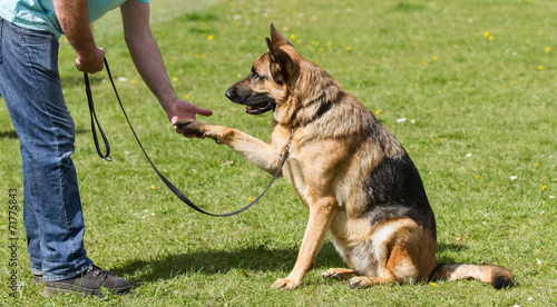 Photos German Shepherd Dog sat giving paw
