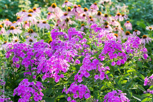 Fototapeta Naklejka Na Ścianę i Meble -  Beautiful flowerbed with phlox and echinacea