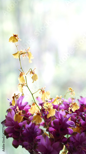 orchid yellow and purple © glowonconcept