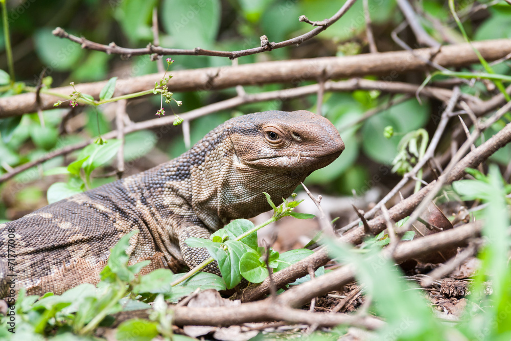 A wild Rock Monitor lizard resting in the bush A wild Rock Monitor lizard resting in the bush