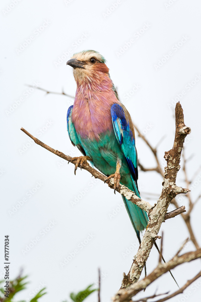 A wild Lilac-breated Roller bird perched on a branch