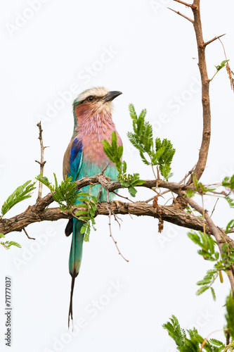 A wild Lilac-breated Roller bird perched on a branch