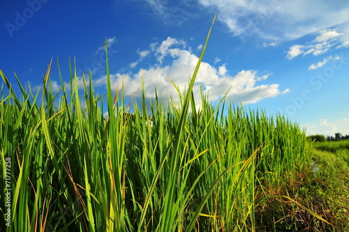 Green Rice Paddy Fields