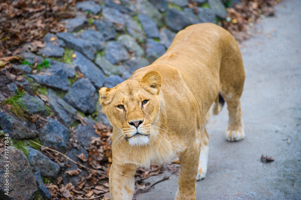 Obraz premium Lion
