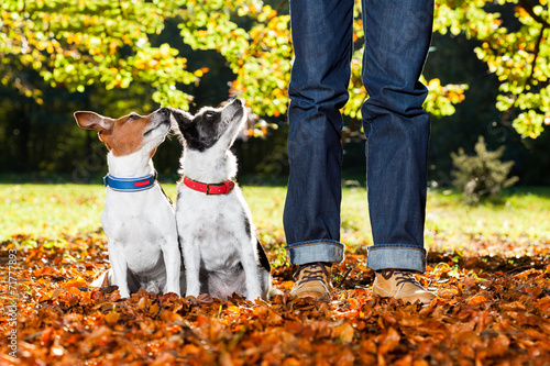 dogs and owner photo