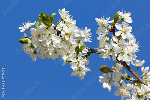 Flowers on a branch of fruit tree. Against the blue sky.