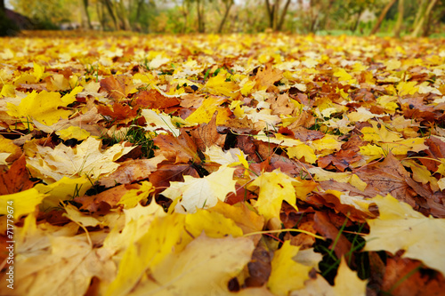 autumn leaves