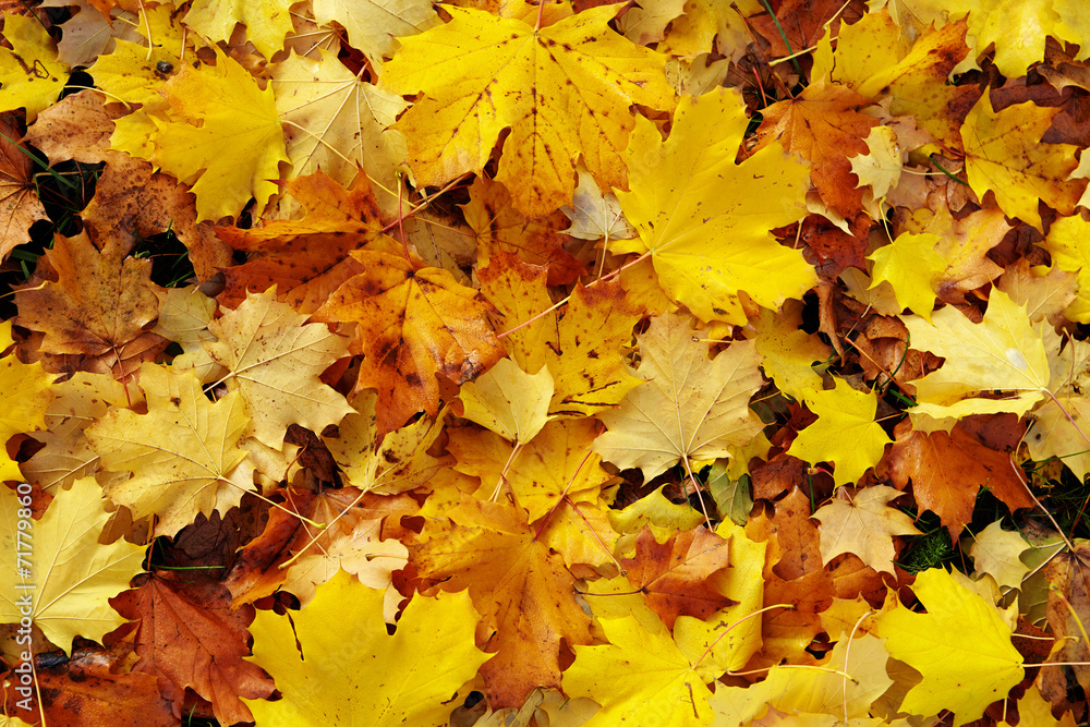 autumn leaves autumn leaves