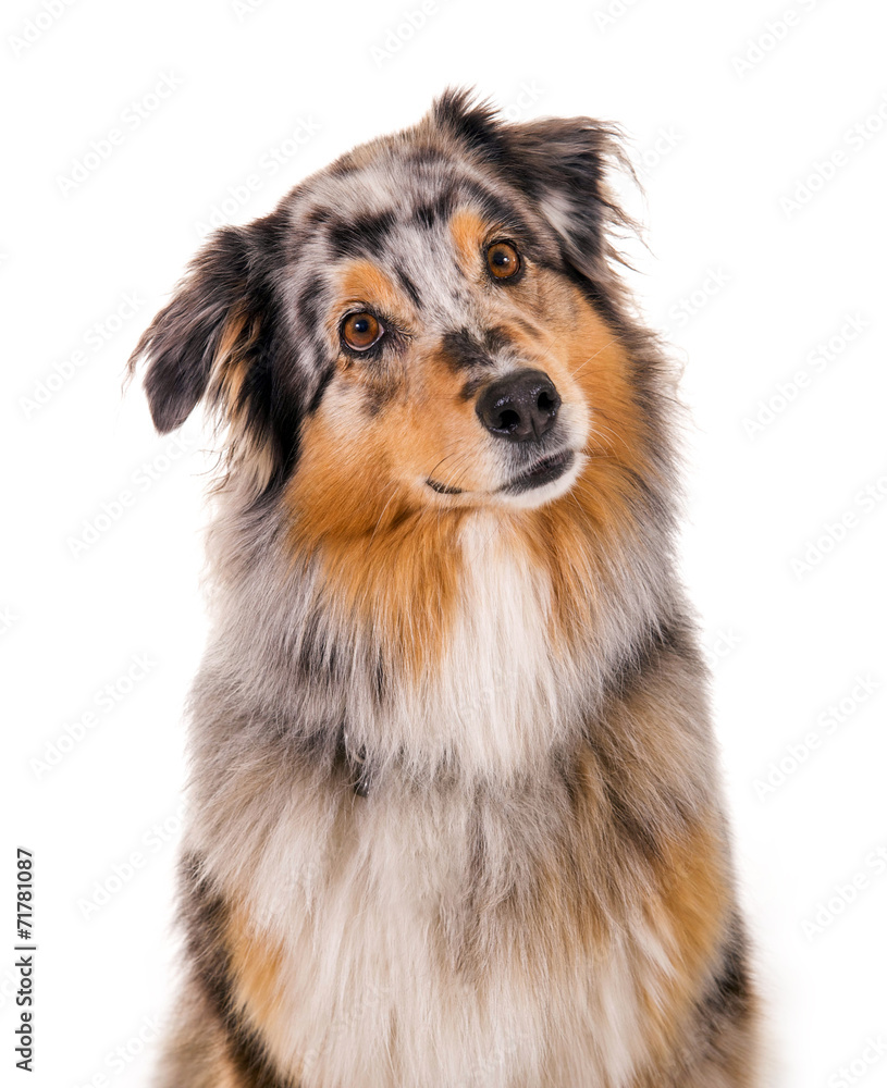 Australian Shepherd Hund im Portrait Stock Photo | Adobe Stock