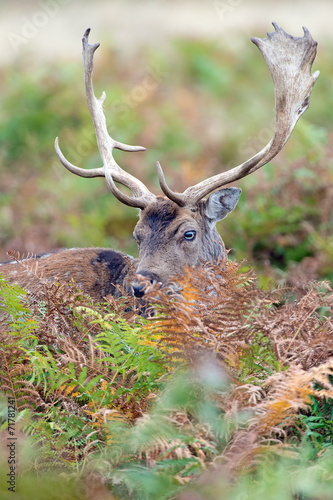 Fallow Deer